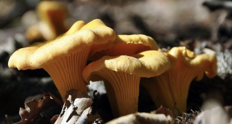 Il magico mondo dei funghi